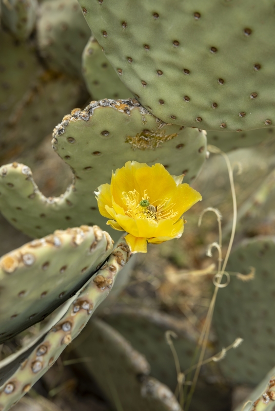 Prickly Pear Cactus Flower 2023